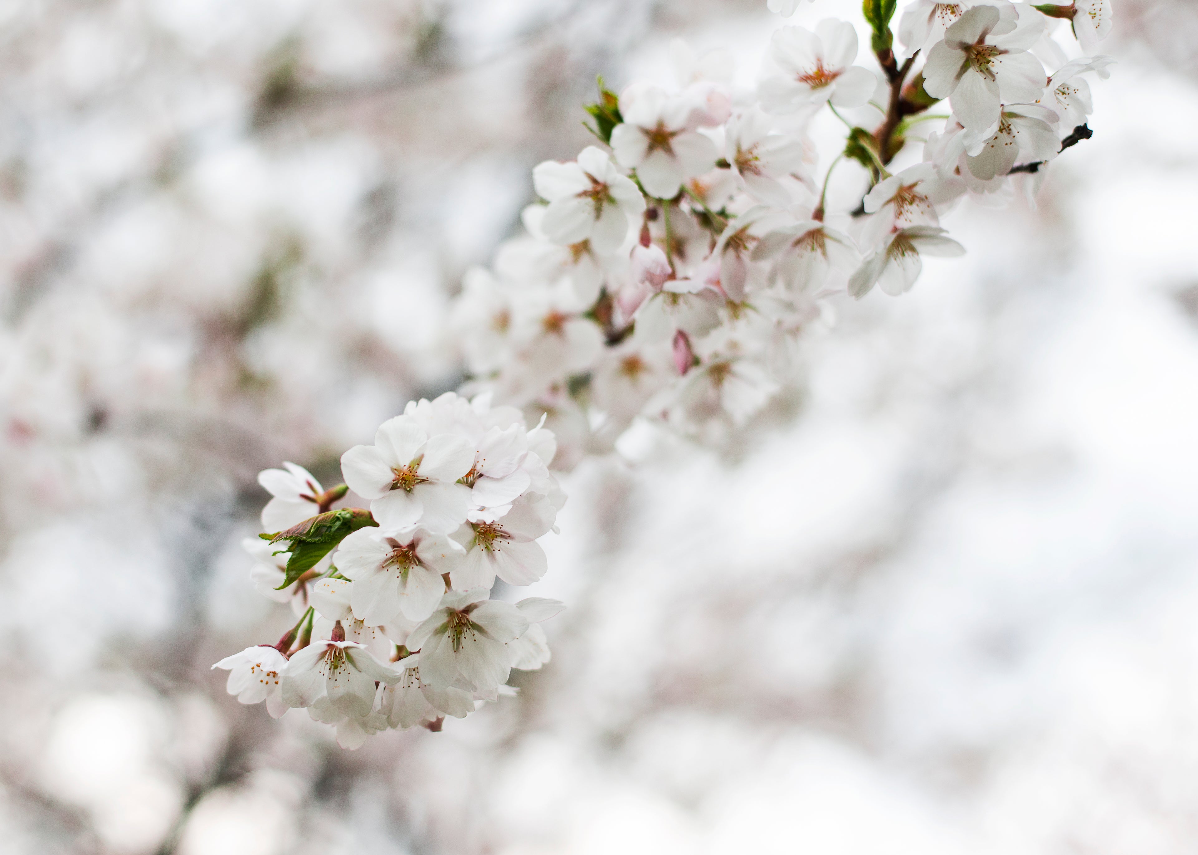 Blurred out background of cherry blossoms with a focus on a white cherry blossom branch with flowers